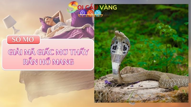 Giải mã giấc mơ thấy rắn hổ mang thường gặp