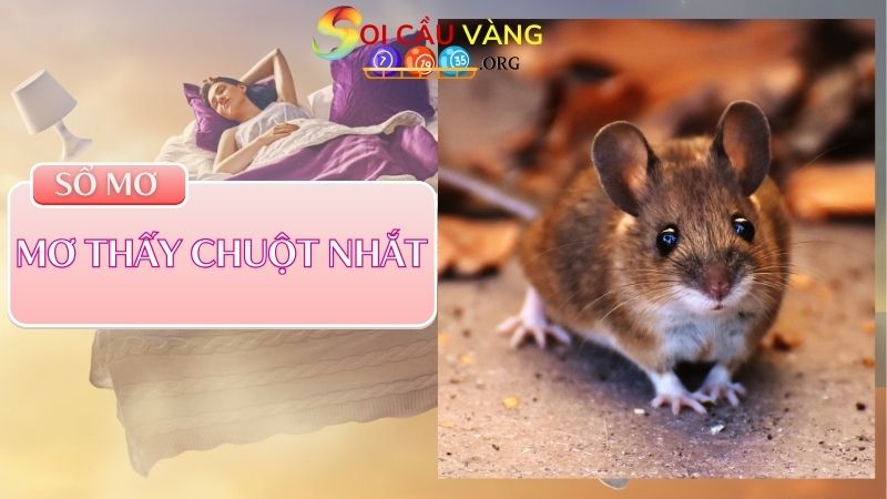 Mơ thấy chuột nhắt