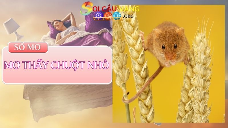 Mơ thấy chuột nhỏ đánh con nào?