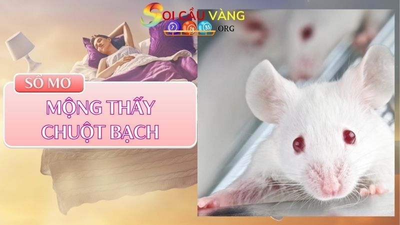 Mộng thấy chuột bạch