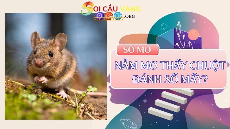 Nằm mơ thấy chuột đánh số mấy? Là điềm lành hay xấu?