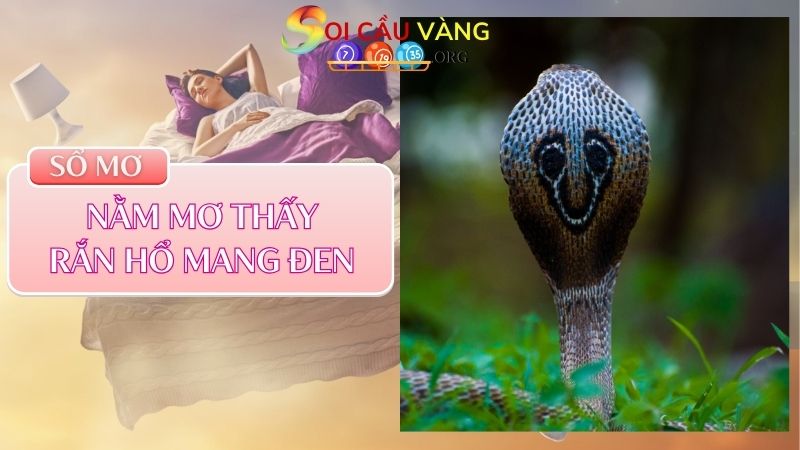 Nằm mơ thấy rắn hổ mang đen