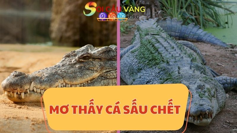 Mơ thấy cá sấu chết