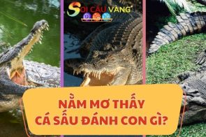 Nằm mơ thấy cá sấu đánh con gì? Luận giải chi tiết