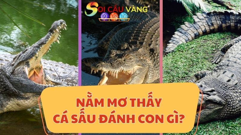 Mơ thấy cá sấu đánh con gì