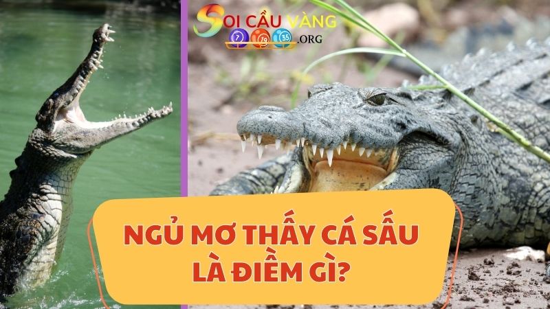 Ngủ mơ thấy cá sấu là điềm gì?