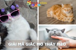 Nằm mơ thấy mèo đánh số gì may mắn? Mơ thấy mèo là điềm gì?