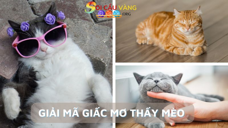 Giải mã các giấc mơ thấy mèo phổ biến nhất