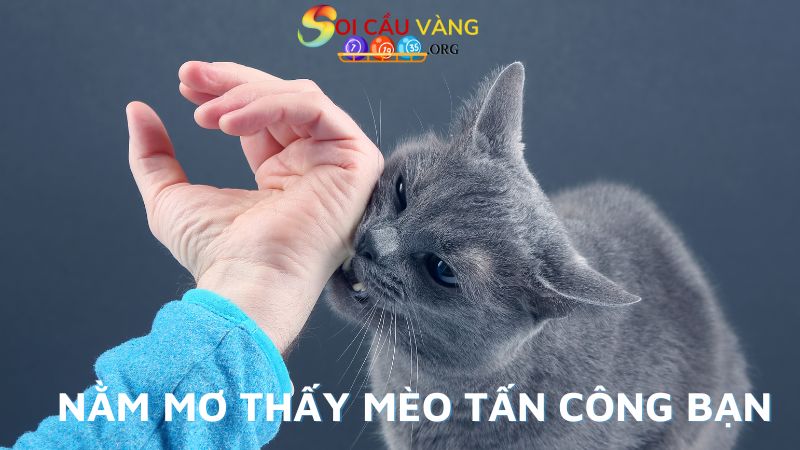 Nằm mơ thấy mèo tấn công bạn