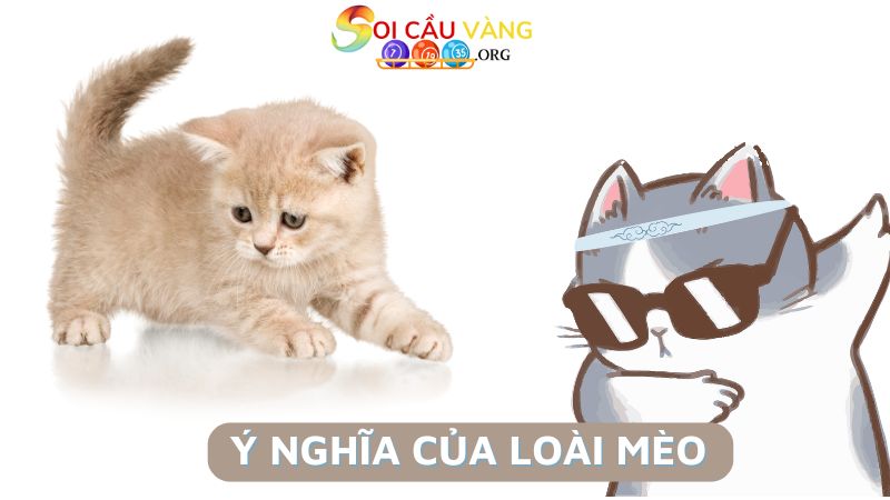 Tìm hiểu ý nghĩa của loài mèo