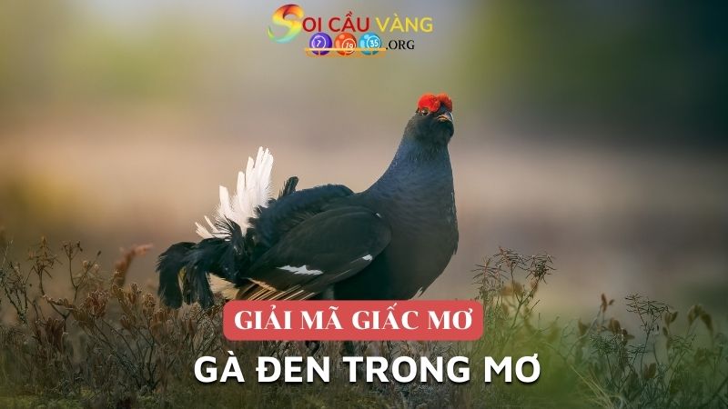 Gà đen trong mơ