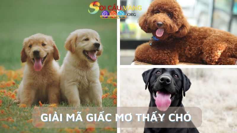 Giải mã giấc mơ thấy chó chi tiết