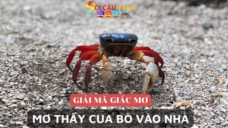 Mơ thấy cua bò vào nhà