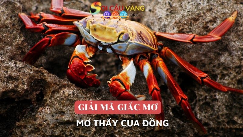 Mơ thấy cua đồng