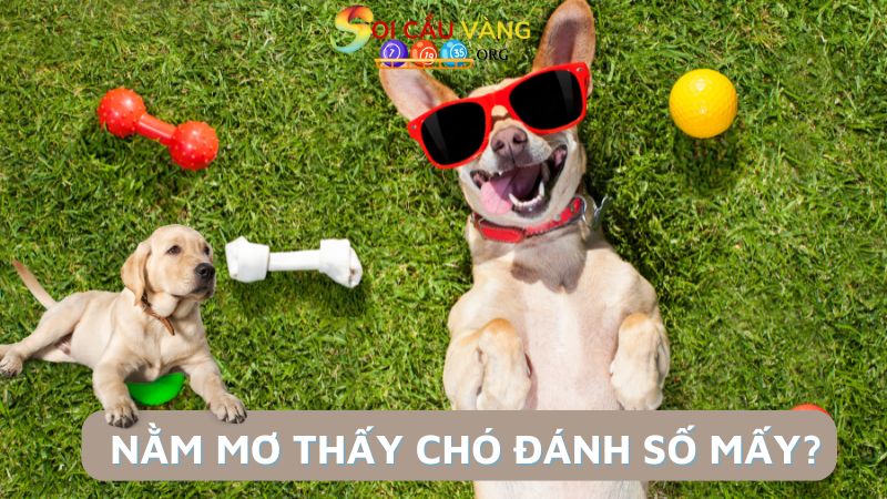 Nằm mơ thấy chó đánh số mấy may mắn?