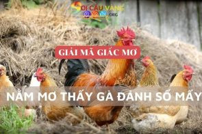 Mơ thấy gà tốt hay xấu? Nằm mơ thấy gà đánh số mấy trúng đề