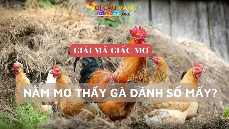 Mơ thấy gà tốt hay xấu? Nằm mơ thấy gà đánh số mấy trúng đề