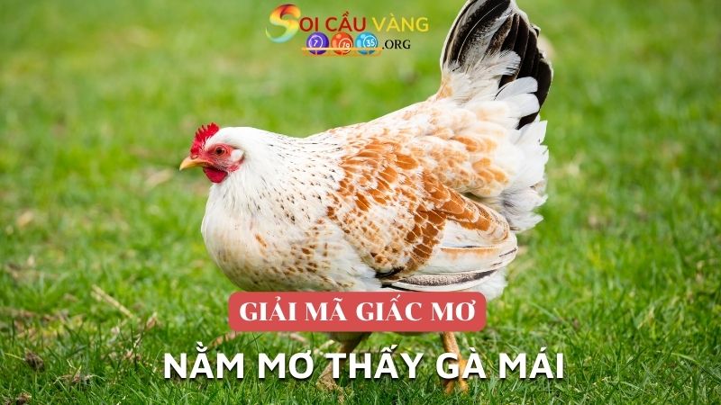 mơ thấy gà mái