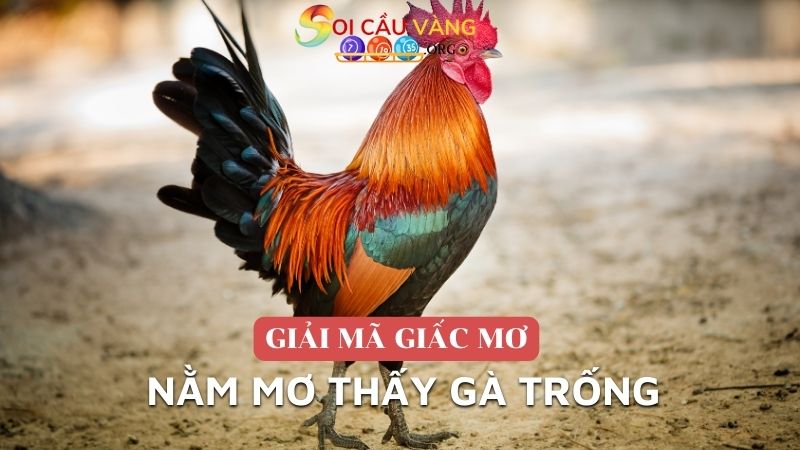 nằm mơ thấy gà trống