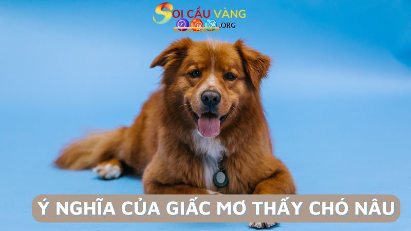 Ý nghĩa của giấc mơ thấy chó nâu