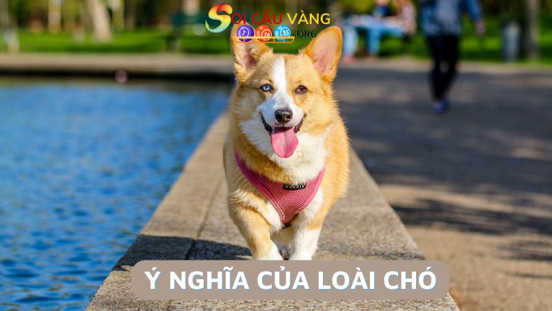 Ý nghĩa của loài chó