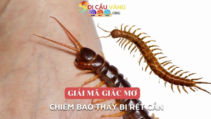 Chiêm bao thấy bị rết cắn