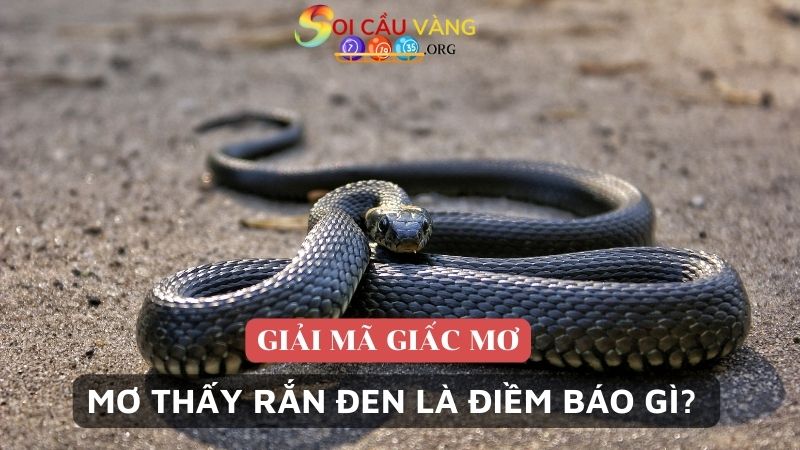 Chiêm bao thấy rắn đen là điềm báo gì?