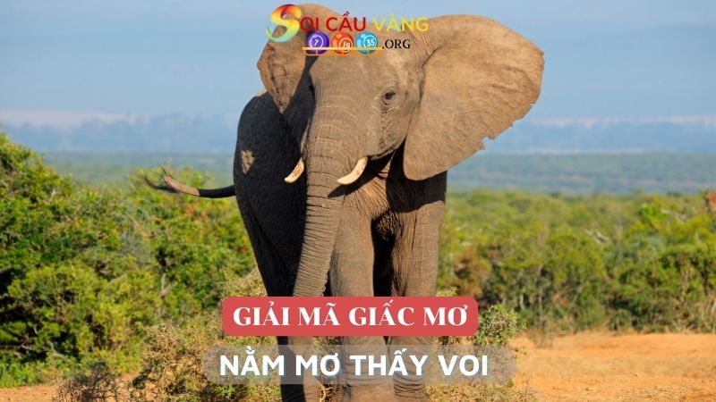 Giải đáp các giấc mơ thấy voi