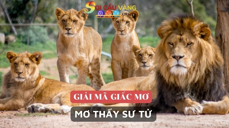 Giải mã các giấc mơ thấy sư tử phổ biến 