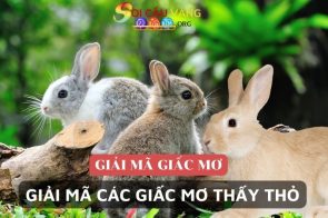 Nằm mơ thấy thỏ đánh con gì dễ trúng đề hôm nay?