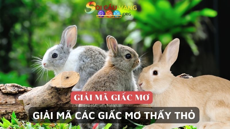 Giải mã các giấc mơ thấy thỏ thường gặp