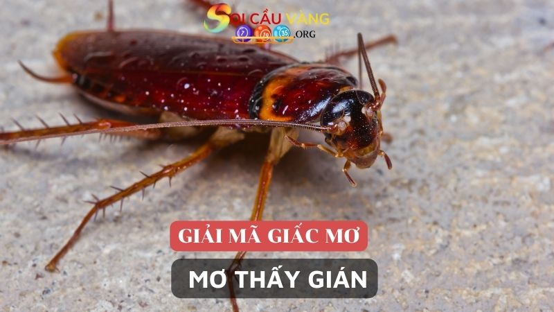 Giải mã giấc mơ thấy gián chi tiết