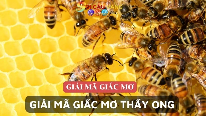 Giải mã giấc mơ thấy ong chi tiết