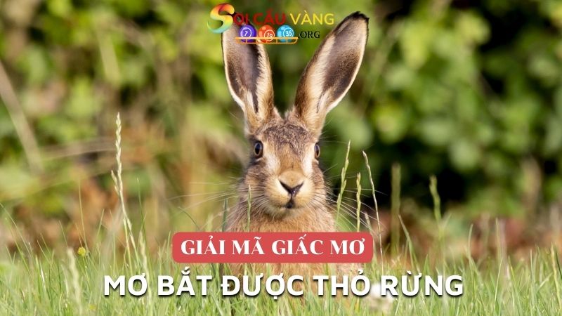 Mơ bắt được thỏ rừng