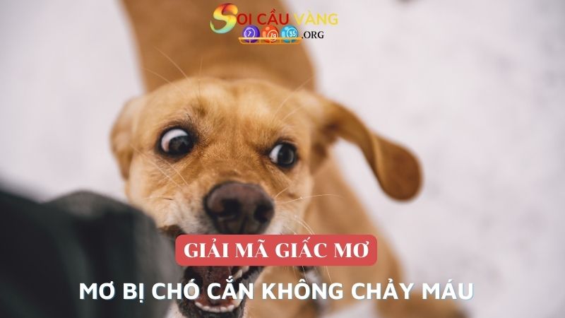 Mơ bị chó cắn không chảy máu