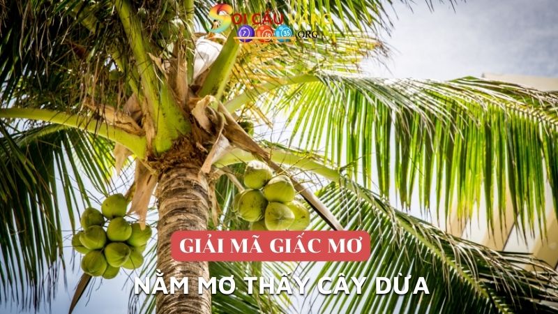 Nằm mơ thấy cây dừa