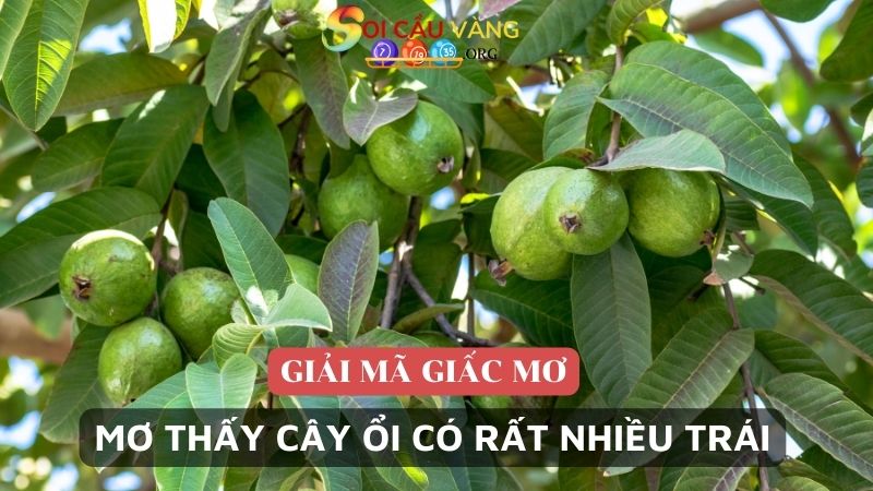 Mơ thấy cây ổi có rất nhiều trái