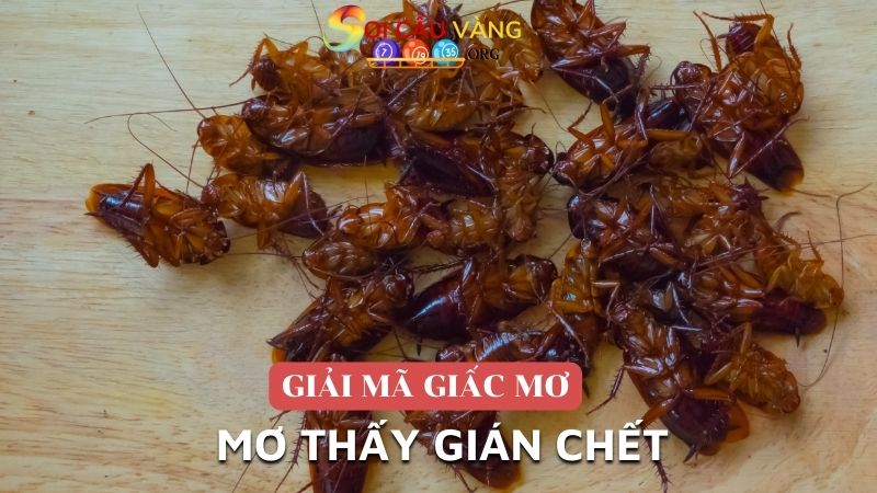 Mơ thấy gián chết