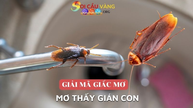 Mơ thấy gián con