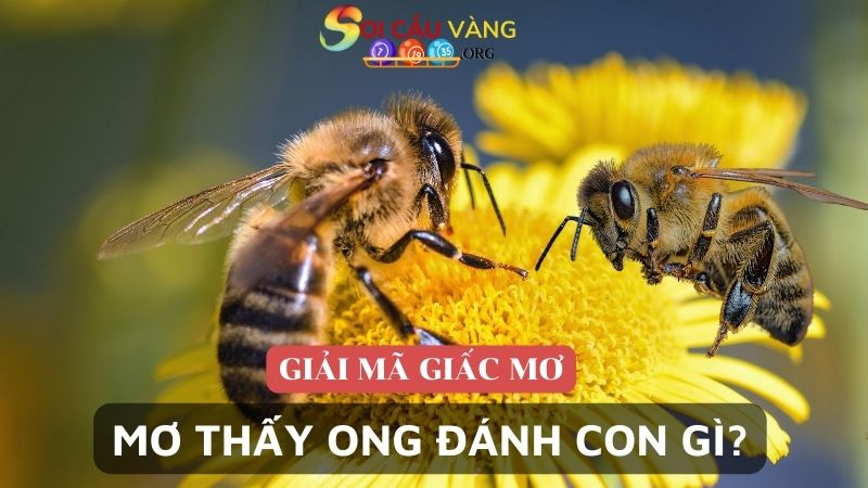 Con ong số mấy? Mơ thấy ong đánh con gì?