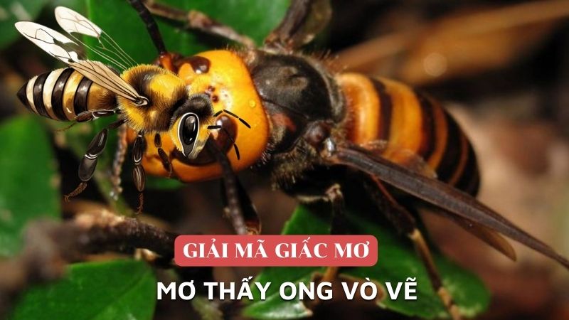 Mơ thấy ong vò vẽ là điềm gì?