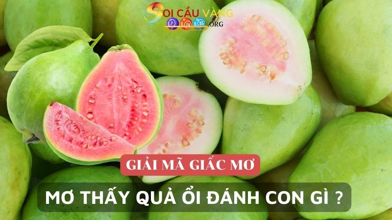 Mơ thấy quả ổi đánh con gì ăn to thắng lớn?