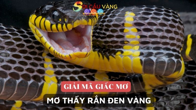 Mơ thấy rắn đen vàng