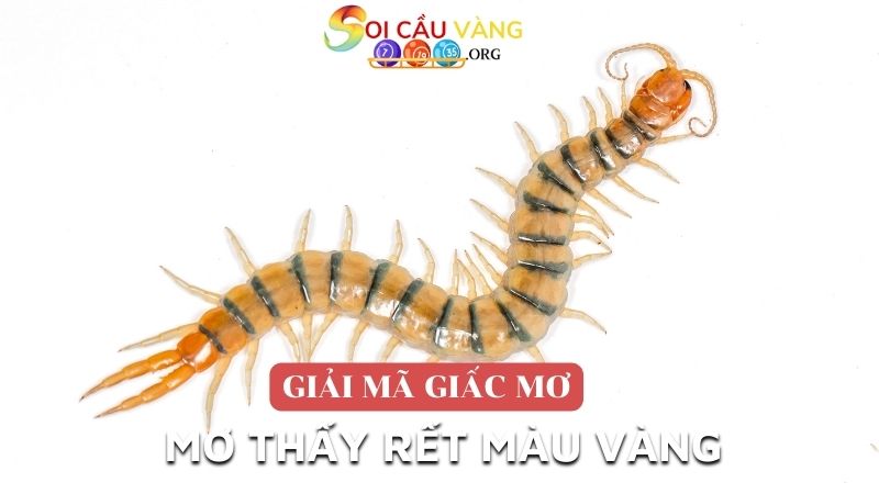 Mơ thấy rết màu vàng