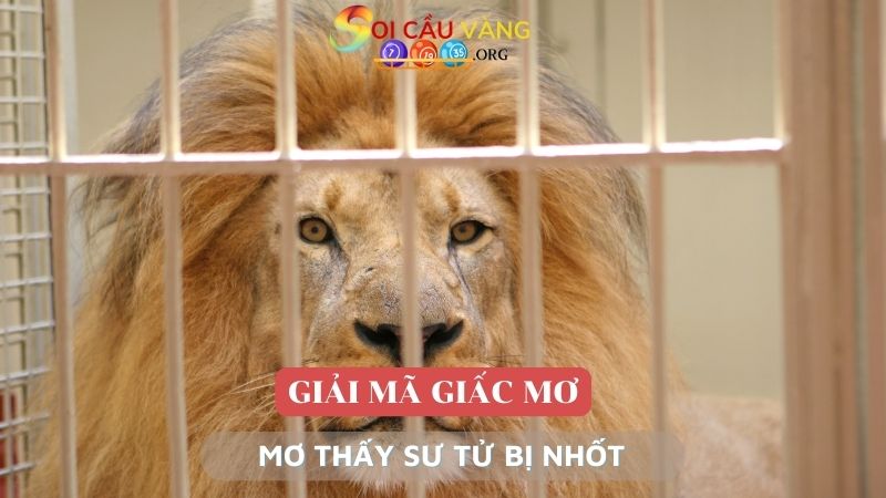 Mơ thấy sư tử bị nhốt