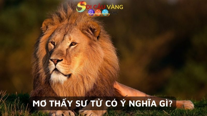 Mơ thấy sư tử có ý nghĩa gì?