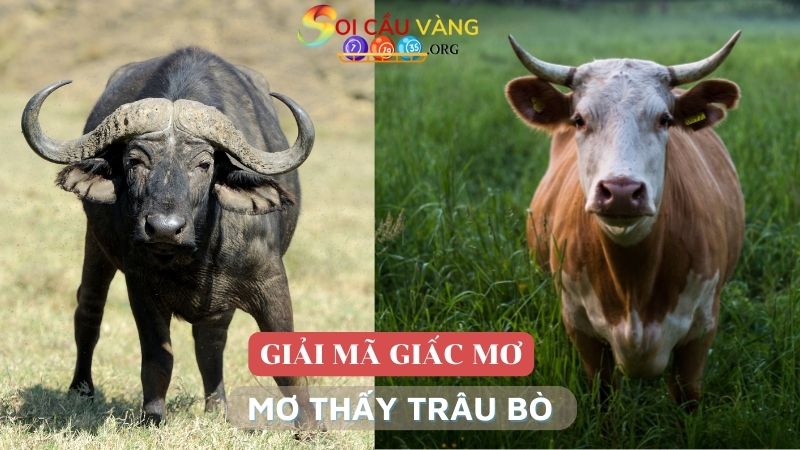 Mơ thấy trâu bò là điềm báo gì?