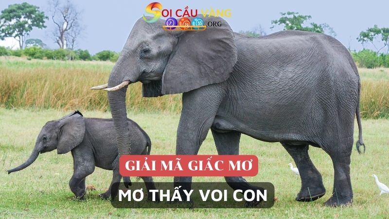 Mơ thấy voi con là điềm gì?