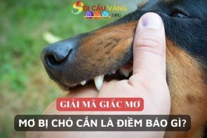 Nằm mơ bị chó cắn là điềm gì? Đánh con số mấy? 