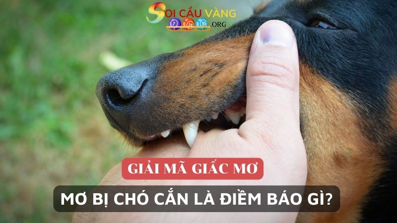 Giải mã chi tiết giấc mơ bị chó cắn là điềm báo gì? 